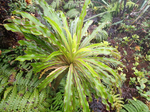 Trematolobelia macrostachys observed 2026-05-31