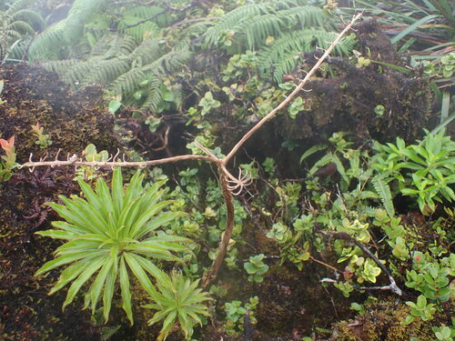 Trematolobelia macrostachys observed 2026-05-31