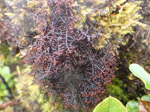 Frullania apiculata observed 2026-05-31