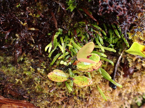 Adenophorus tenellus observed 2026-05-31