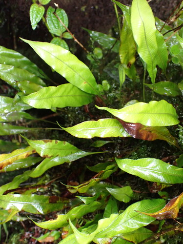 Elaphoglossum fauriei observed 2026-05-31