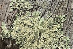 Flavoparmelia soredians