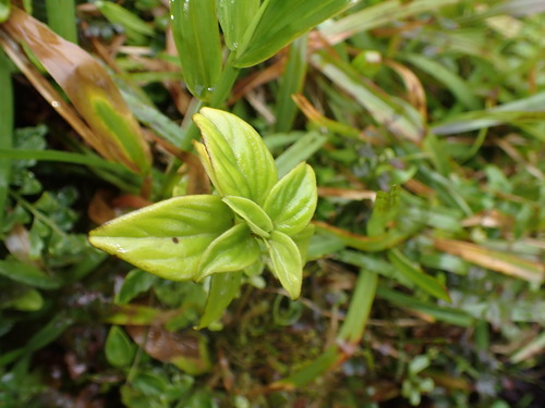 Peperomia macraeana observed 2026-05-31