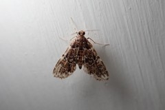 Elophila difflualis