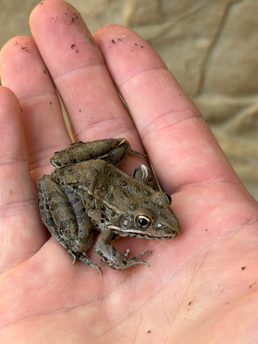 Plains Leopard Frog