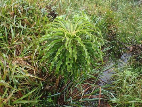 Trematolobelia macrostachys, 2026-05-31