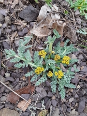 Cymopterus longipes