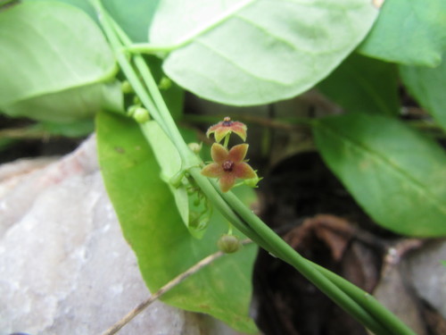 Petalostelma