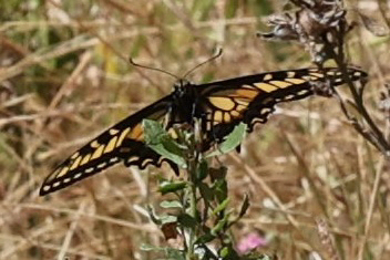 iNaturalist observation photo of Anise Swallowtail