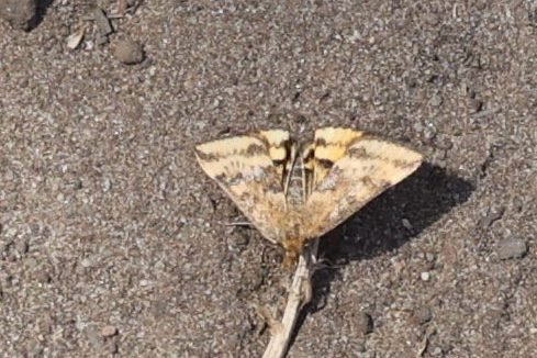 iNaturalist observation photo of Mottled Pyrausta Moth