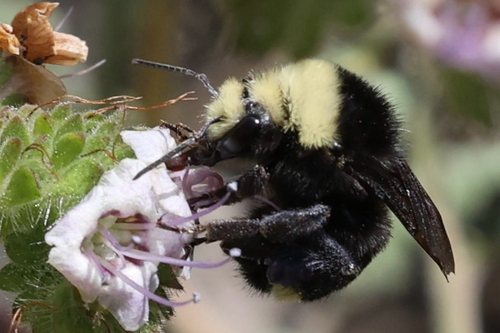 iNaturalist observation photo of Yellow-faced Bumble Bee