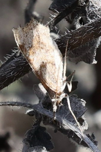 iNaturalist observation photo of Argyrotaenia