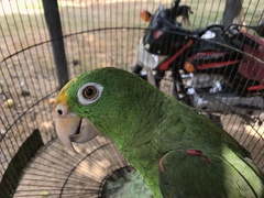 Amazona ochrocephala