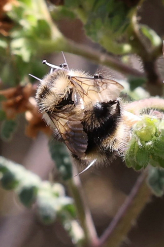 iNaturalist observation photo of Black-tailed Bumble Bee
