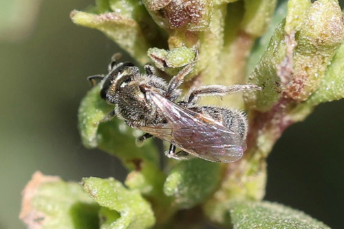 iNaturalist observation photo of Tripartite Sweat Bee