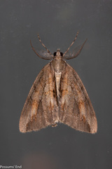 Pseudocoremia lupinata