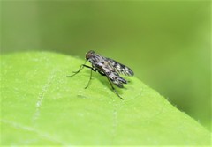 Rhagio punctipennis
