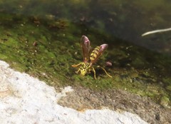 Mischocyttarus basimacula