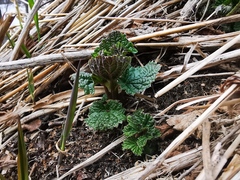 Urtica platyphylla