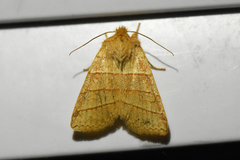 Pyreferra citrombra