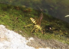 Mischocyttarus basimacula