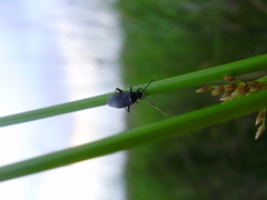 Capsus