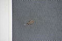 Toxonprucha repentis