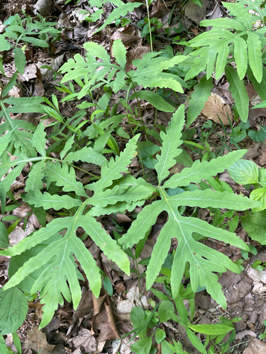 sensitive fern