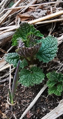 Urtica platyphylla