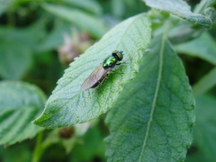 Chloromyia formosa