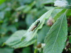 Chloromyia formosa