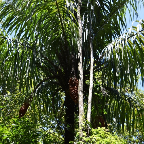 Astrocaryum standleyanum