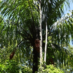 Astrocaryum standleyanum