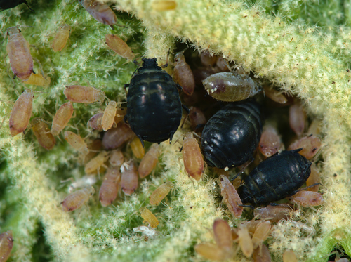 Wayfaring Tree-sedge Aphid