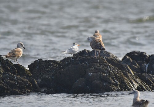 Royal Tern
