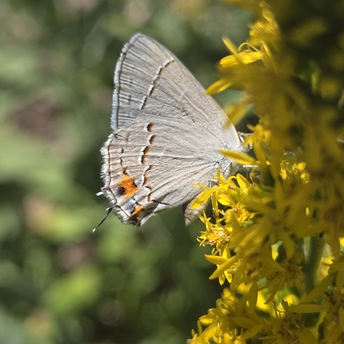 Gray Hairstreak