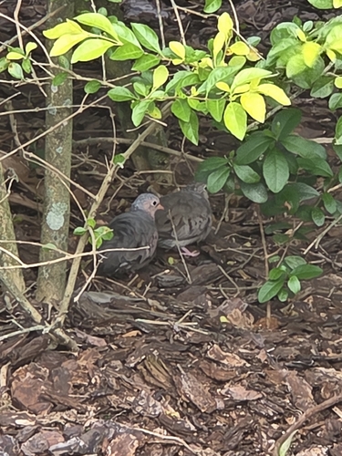 Common Ground Dove observed by chudeae