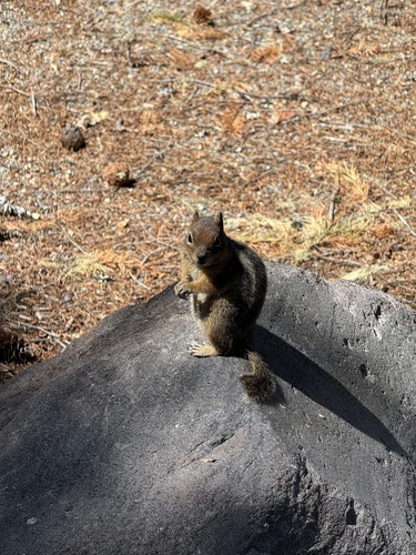 Cascade Golden-mantled Ground Squirrel observed by noahroefs