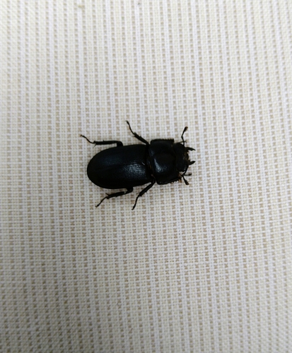 Lesser Stag Beetle