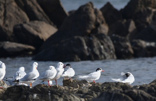 South American Tern