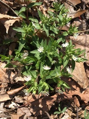 Stellaria corei
