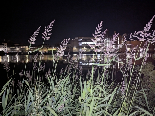reed canary grass