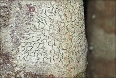 Halegrapha mucronata