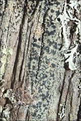 Hypocenomyce australis