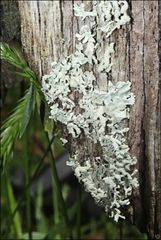 Hypogymnia subphysodes