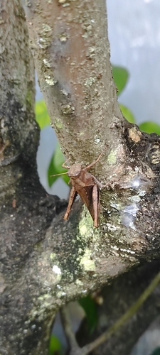 Abracris flavolineata