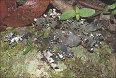 Peltigera dolichorhiza
