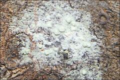 Pertusaria pertractata