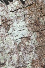 Pertusaria pertractata