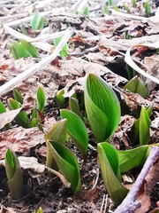 Fritillaria camschatcensis